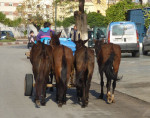 Je kunt dus echt de paarden áchter de wagen spannen ...